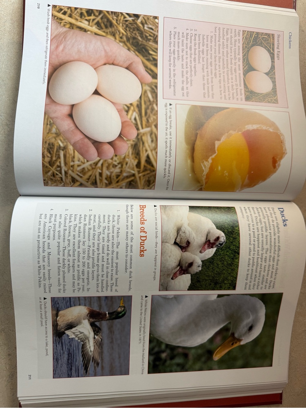 Homesteading Book - Red Hardcover - Picture 4 of 6